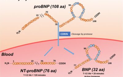 Innovative Antibodies for BNP, NT-proBNP, and proBNP in Cardiovascular Diagnostics BNP, NT-proBNP, and proBNP