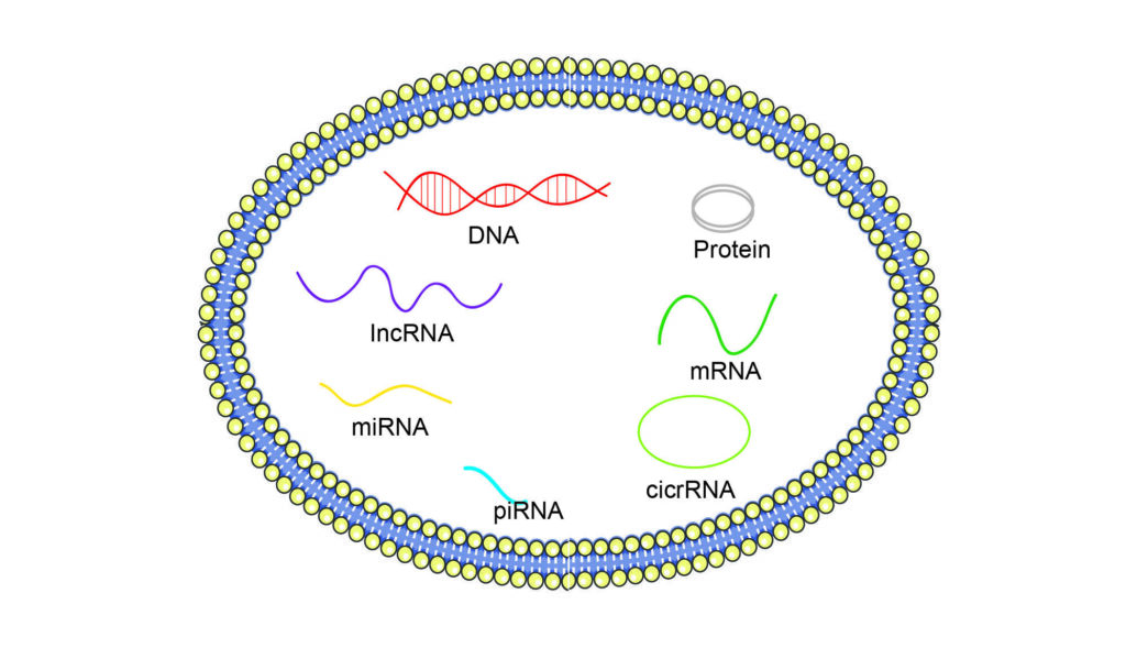 Comprehensive Solutions for Exosome DNA & RNA Isolation