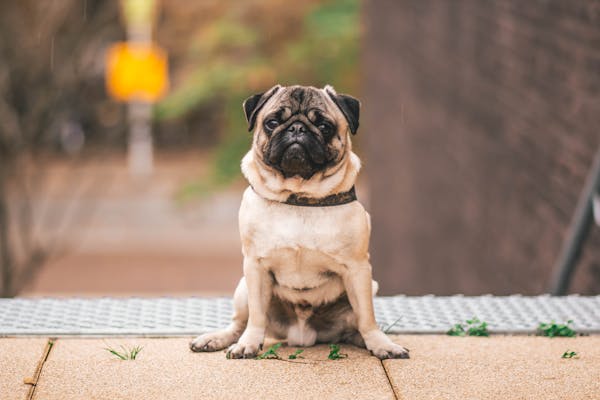 dog