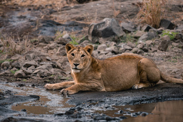 Gujarat wildlife tour