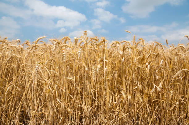 crop yield prediction
